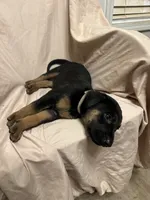Taylor, a female German Shepherd Dog and Doberman Pinscher for sale in Woodstock, GA – 3 of 4