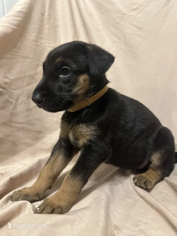 Alejandra – German Shepherd Dog, Doberman Pinscher puppy for sale in Woodstock, GA