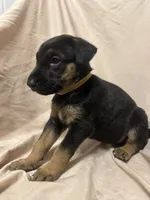 Alejandra, a female German Shepherd Dog and Doberman Pinscher for sale in Woodstock, GA – 1 of 4