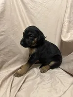 Diana, a female German Shepherd Dog and Doberman Pinscher for sale in Woodstock, GA – 4 of 5