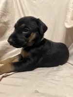 Taylor, a female German Shepherd Dog and Doberman Pinscher for sale in Woodstock, GA – 2 of 4