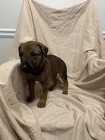 Gina, a female German Shepherd Dog and Doberman Pinscher for sale in Woodstock, GA – 2 of 4