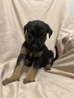 Alejandra, a female German Shepherd Dog and Doberman Pinscher for sale in Woodstock, GA – 3 of 4