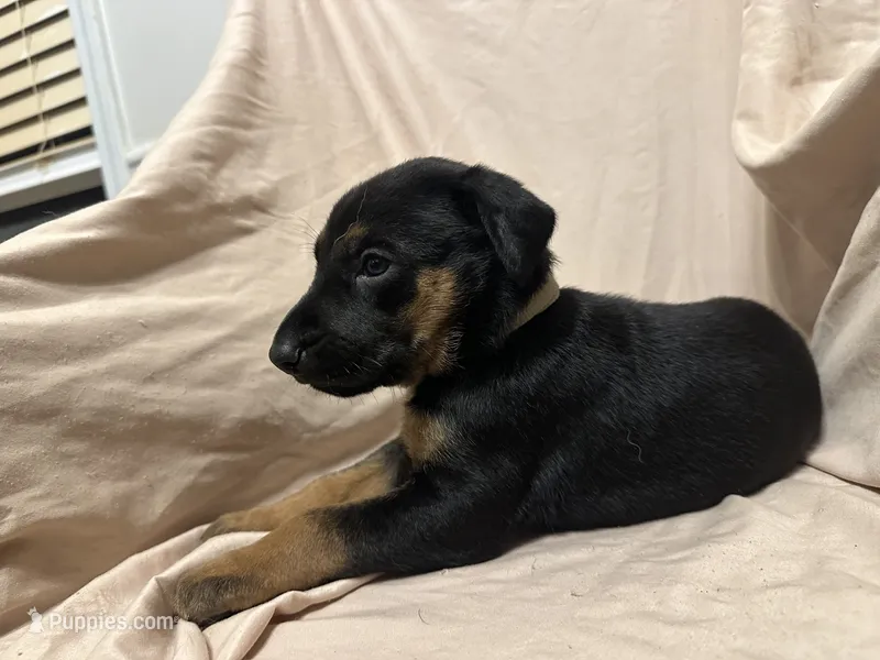 Taylor – German Shepherd Dog, Doberman Pinscher puppy for sale in Woodstock, GA