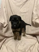Olivia, a female German Shepherd Dog and Doberman Pinscher for sale in Woodstock, GA – 6 of 6
