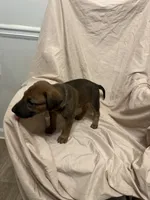 Gina, a female German Shepherd Dog and Doberman Pinscher for sale in Woodstock, GA – 3 of 4