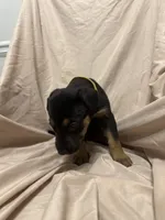 Peach, a female German Shepherd Dog and Doberman Pinscher for sale in Woodstock, GA – 4 of 4