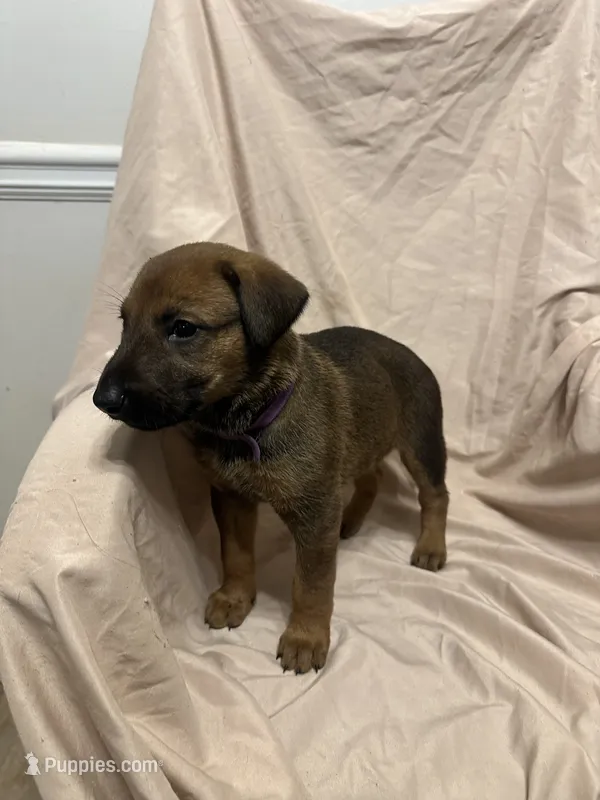 Gina – German Shepherd Dog, Doberman Pinscher puppy for sale in Woodstock, GA