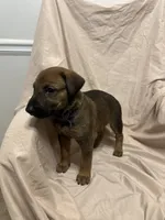 Gina, a female German Shepherd Dog and Doberman Pinscher for sale in Woodstock, GA – 1 of 4