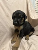 Diana, a female German Shepherd Dog and Doberman Pinscher for sale in Woodstock, GA – 5 of 5