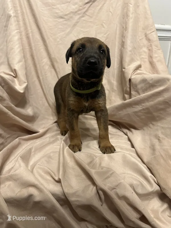 Daniella – German Shepherd Dog, Doberman Pinscher puppy for sale in Woodstock, GA