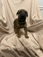 Daniella, a female German Shepherd Dog and Doberman Pinscher for sale in Woodstock, GA – 1 of 5