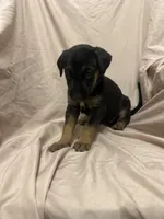 Alejandra, a female German Shepherd Dog and Doberman Pinscher for sale in Woodstock, GA – 4 of 4