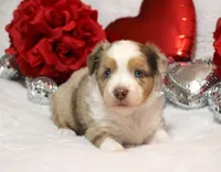 Cutter, a male Miniature Australian Shepherd for sale in Belleview, FL – Photo 6 of 7