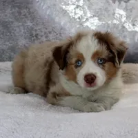 Cutter, a male Miniature Australian Shepherd for sale in Belleview, FL – Photo 6 of 9