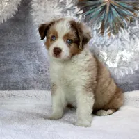 Cutter, a male Miniature Australian Shepherd for sale in Belleview, FL – Photo 5 of 9