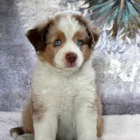 Cutter, a male Miniature Australian Shepherd for sale in Belleview, FL – Photo 1 of 9