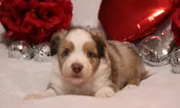 Cutter, a male Miniature Australian Shepherd for sale in Belleview, FL – Photo 2 of 7
