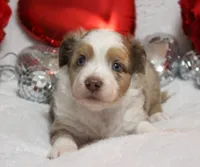 Cutter, a male Miniature Australian Shepherd for sale in Belleview, FL – Photo 3 of 7