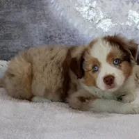 Cutter, a male Miniature Australian Shepherd for sale in Belleview, FL – Photo 9 of 9