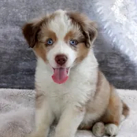 Cutter, a male Miniature Australian Shepherd for sale in Belleview, FL – Photo 3 of 9