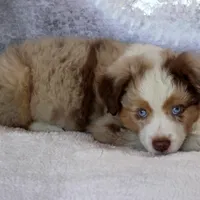 Cutter, a male Miniature Australian Shepherd for sale in Belleview, FL – Photo 2 of 9