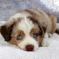 Cutter, a male Miniature Australian Shepherd for sale in Belleview, FL – Photo 7 of 9