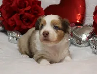 Cutter, a male Miniature Australian Shepherd for sale in Belleview, FL – Photo 7 of 7