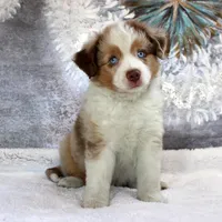 Cutter, a male Miniature Australian Shepherd for sale in Belleview, FL – Photo 4 of 9