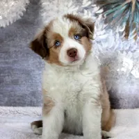 Cutter, a male Miniature Australian Shepherd for sale in Belleview, FL – Photo 8 of 9