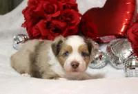 Cutter, a male Miniature Australian Shepherd for sale in Belleview, FL – Photo 4 of 7