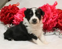 Noche, a female Miniature Australian Shepherd for sale in Belleview, FL – Photo 3 of 7