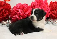 Noche, a female Miniature Australian Shepherd for sale in Belleview, FL – Photo 6 of 7