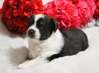 Noche, a female Miniature Australian Shepherd for sale in Belleview, FL – Photo 5 of 7
