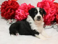 Noche, a female Miniature Australian Shepherd for sale in Belleview, FL – Photo 7 of 7