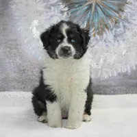Noche, a female Miniature Australian Shepherd for sale in Belleview, FL – Photo 9 of 10