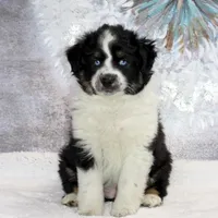 Noche, a female Miniature Australian Shepherd for sale in Belleview, FL – Photo 10 of 10