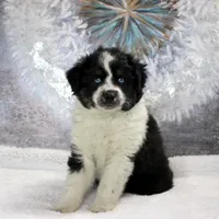 Noche, a female Miniature Australian Shepherd for sale in Belleview, FL – Photo 5 of 10