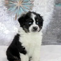 Noche, a female Miniature Australian Shepherd for sale in Belleview, FL – Photo 6 of 10