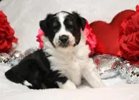 Noche, a female Miniature Australian Shepherd for sale in Belleview, FL – Photo 1 of 7
