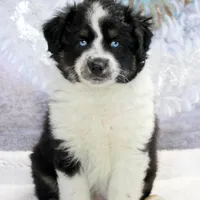 Noche, a female Miniature Australian Shepherd for sale in Belleview, FL – Photo 4 of 10
