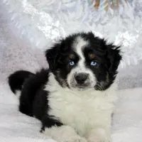Noche, a female Miniature Australian Shepherd for sale in Belleview, FL – Photo 1 of 10