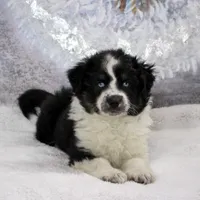 Noche, a female Miniature Australian Shepherd for sale in Belleview, FL – Photo 8 of 10