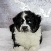 Noche, a female Miniature Australian Shepherd for sale in Belleview, FL – Photo 3 of 10