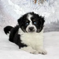Noche, a female Miniature Australian Shepherd for sale in Belleview, FL – Photo 2 of 10