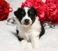 Noche, a female Miniature Australian Shepherd for sale in Belleview, FL – Photo 4 of 7