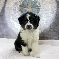 Noche, a female Miniature Australian Shepherd for sale in Belleview, FL – Photo 7 of 10
