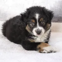 Rocco, a male Miniature Australian Shepherd for sale in Belleview, FL – Photo 5 of 10