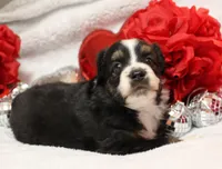 Rocco, a male Miniature Australian Shepherd for sale in Belleview, FL – Photo 1 of 7