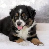 Rocco, a male Miniature Australian Shepherd for sale in Belleview, FL – Photo 4 of 10